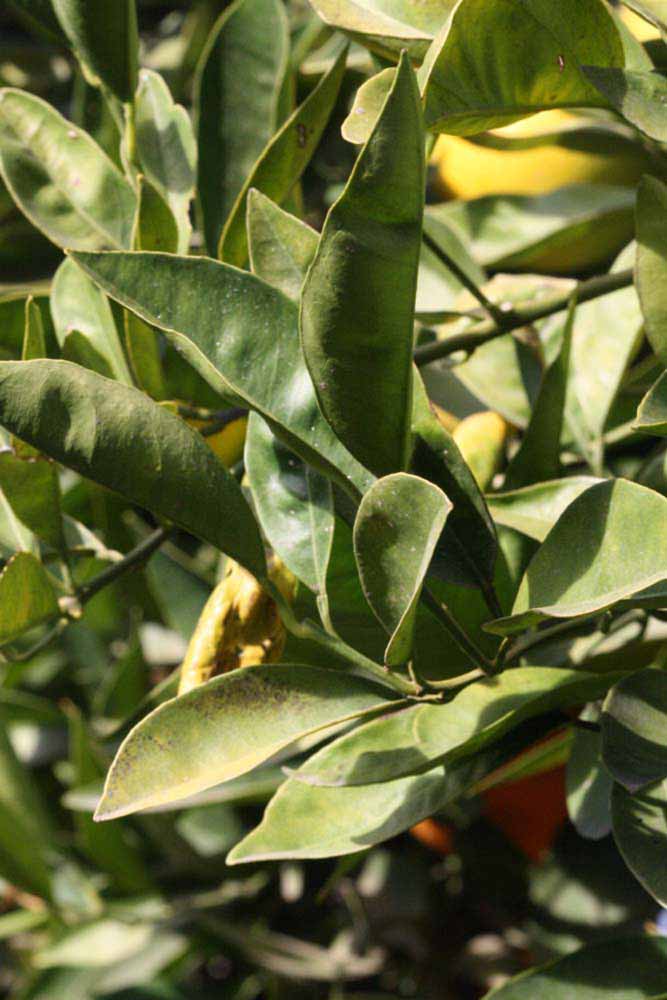            Sun leaves (Riverside, CA)   